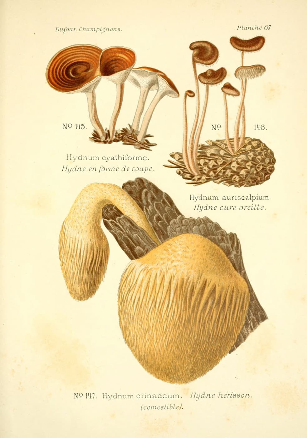 Three hedgehog fungi on one plate: two small cup-shaped species above, and a large shaggy lion’s mane below. Colour plate by Léon Dufour, 1891.