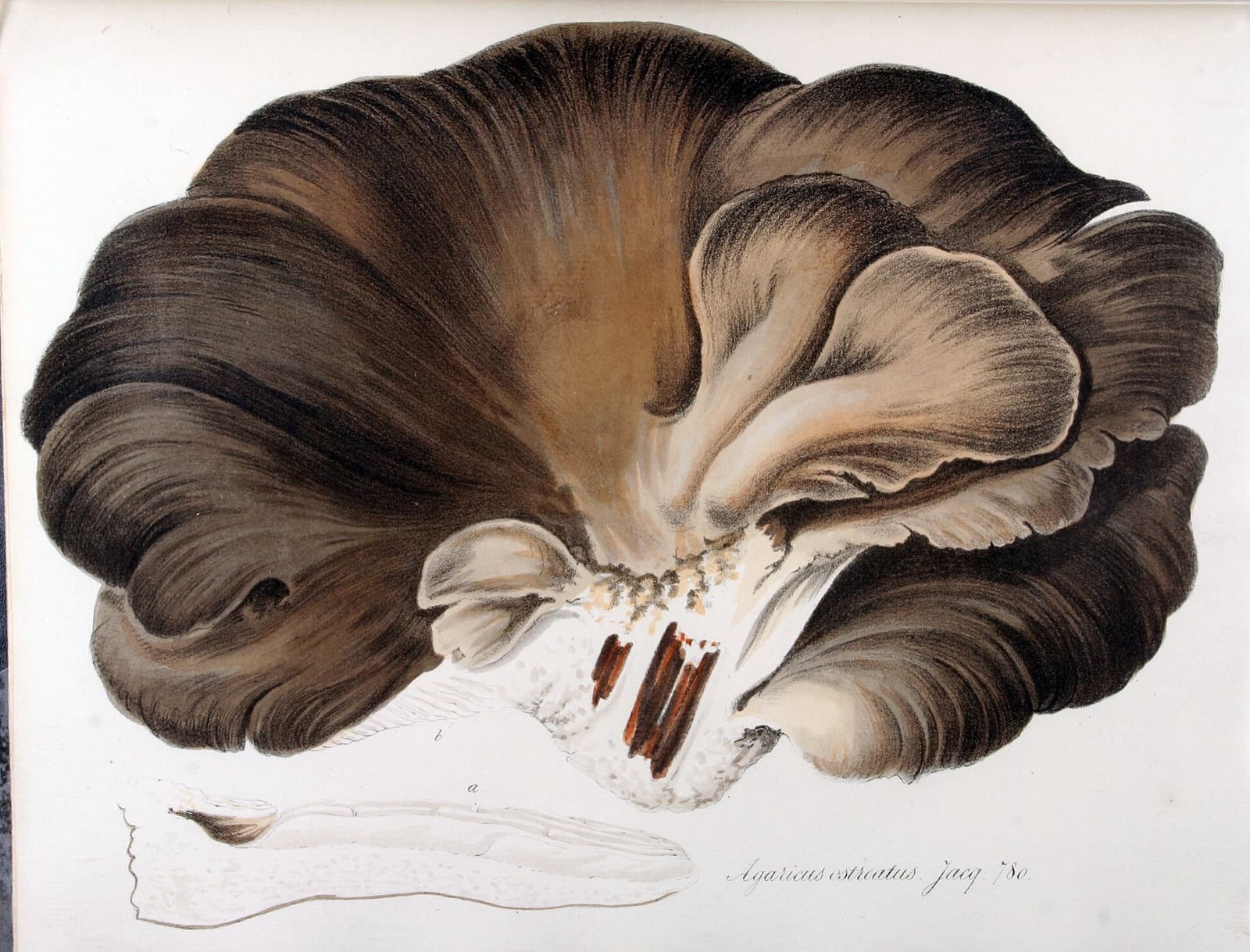 A large oyster mushroom cap, brown and grey with pale gills, painted for Flora Batava, 1849.
