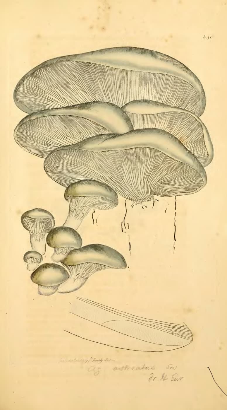 Oyster mushrooms in overlapping shelves, their gills drawn in fine lines. Hand-coloured engraving by James Sowerby, 1803.